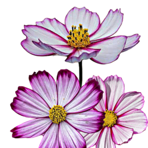 Pillangóvirág mag (Cosmos bipinnatus „Candy Stripe”)