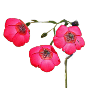 Piros len (Linum grandiflorum Rubrum) 2g, ~600 mag