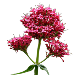 Piros sarkantyúvirág (Centranthus ruber Coccineus) 0,25g, ~125 mag