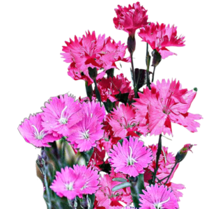 Pünkösdi szegfű (Dianthus gratianopolitanus Mix) 0,5g, ~300 mag