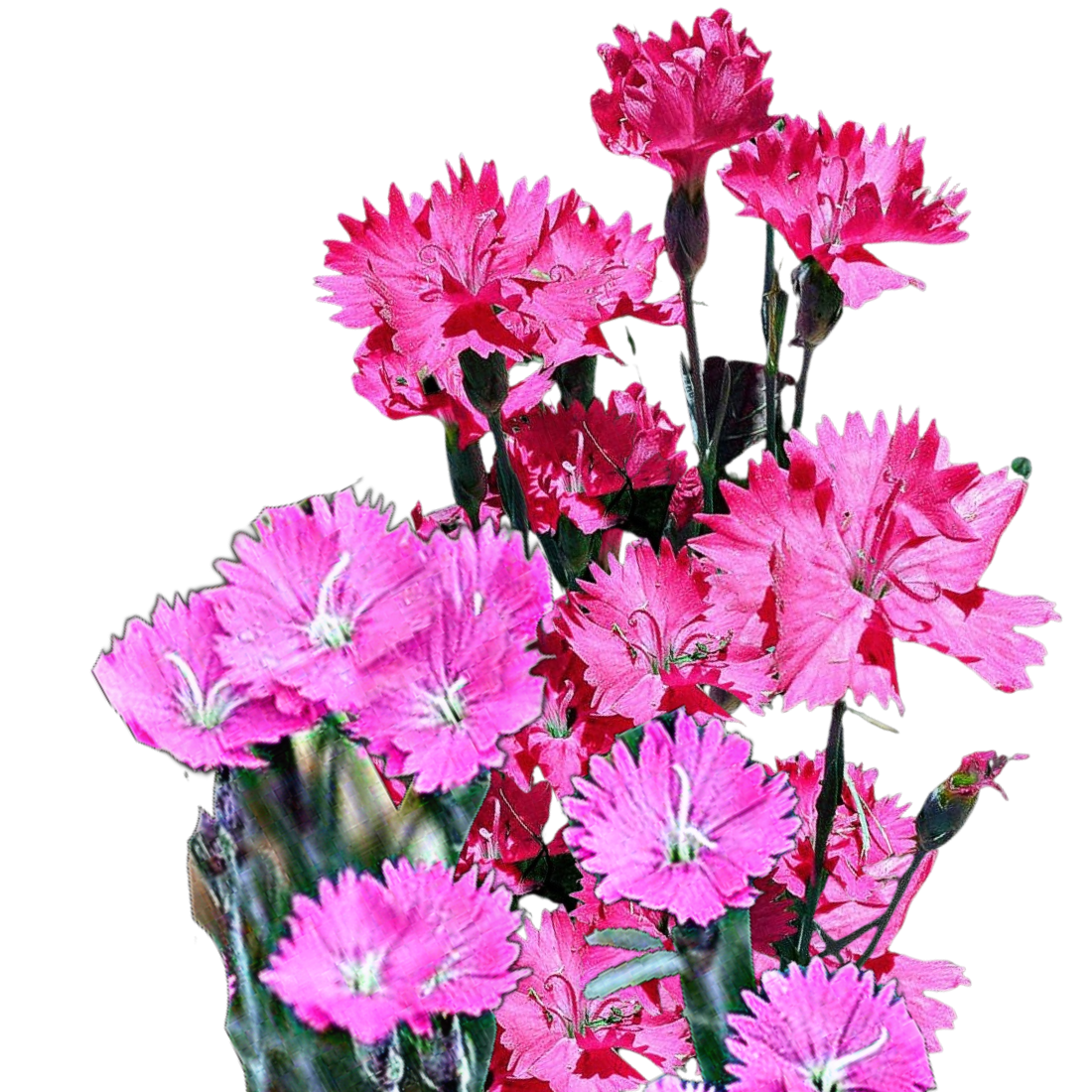 Pünkösdi szegfű - Dianthus gratianopolitanus rose red shades - virágmag