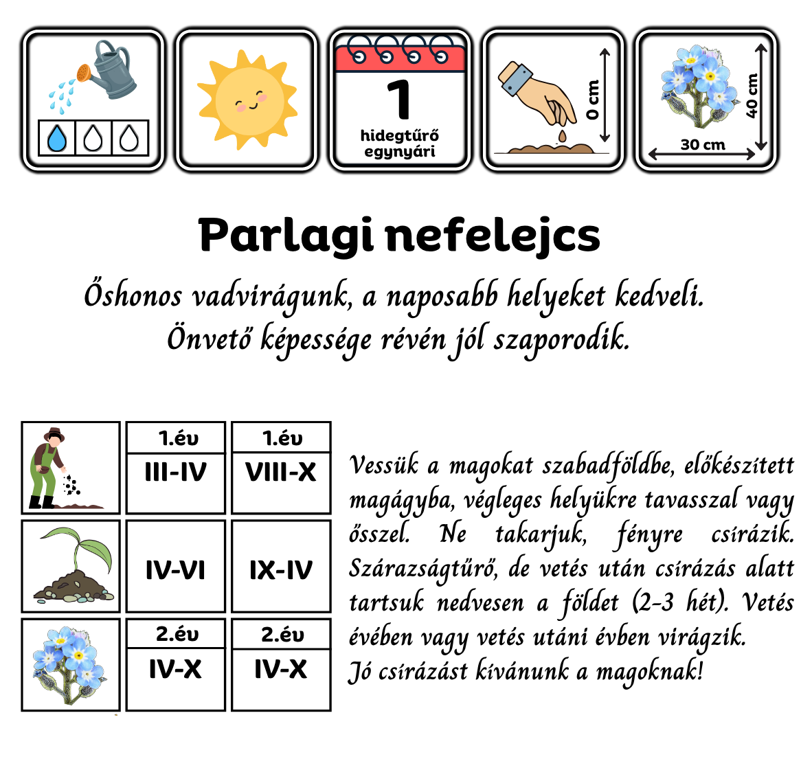 Parlagi nefelejcs - Myosotis arvensis - virágmag