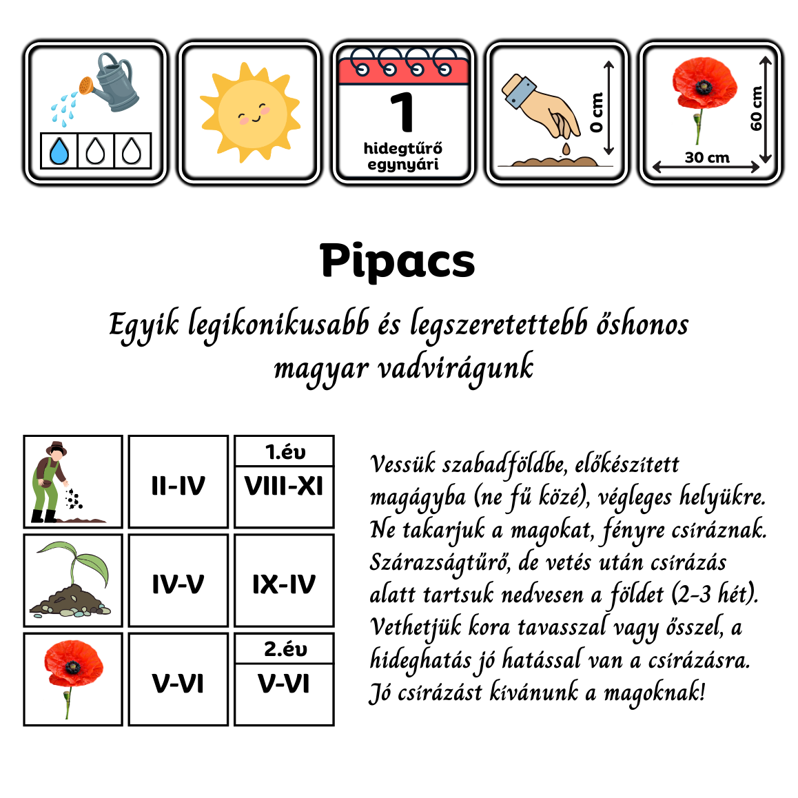 pipacs, papaver rhoeas, magyar vadvirág