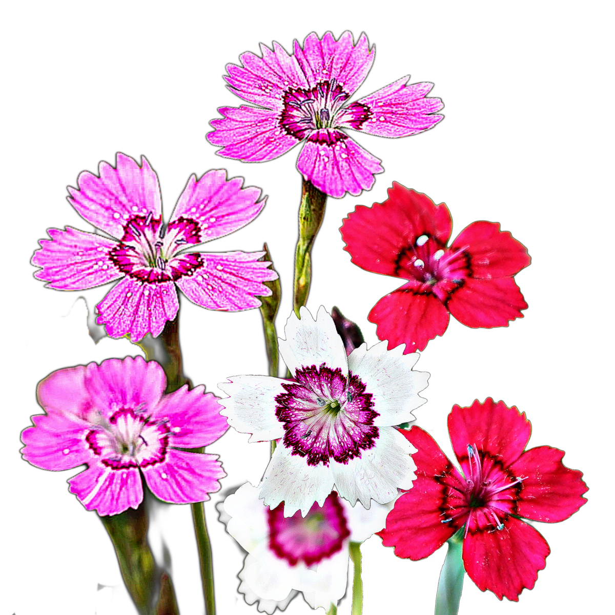 Réti szegfű-Dianthus deltoides mix-virágmag