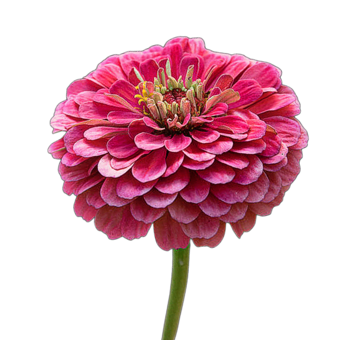 Rézvirág - Zinnia elegans Super Yoga carmine - virágmag