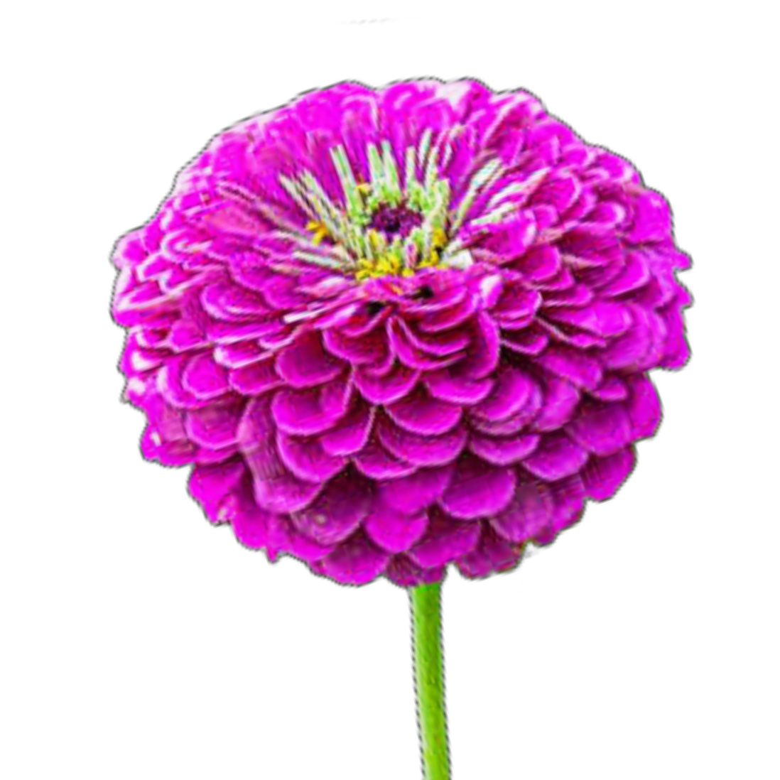 Rézvirág - Zinnia elegans Super Yoga purple - virágmag