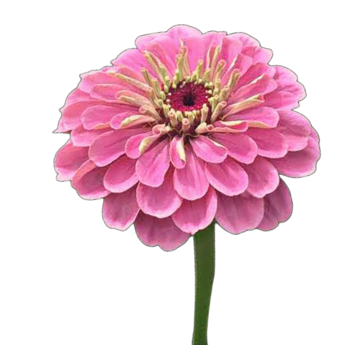 Rézvirág - Zinnia elegans Syper Yoga rose - virágmag