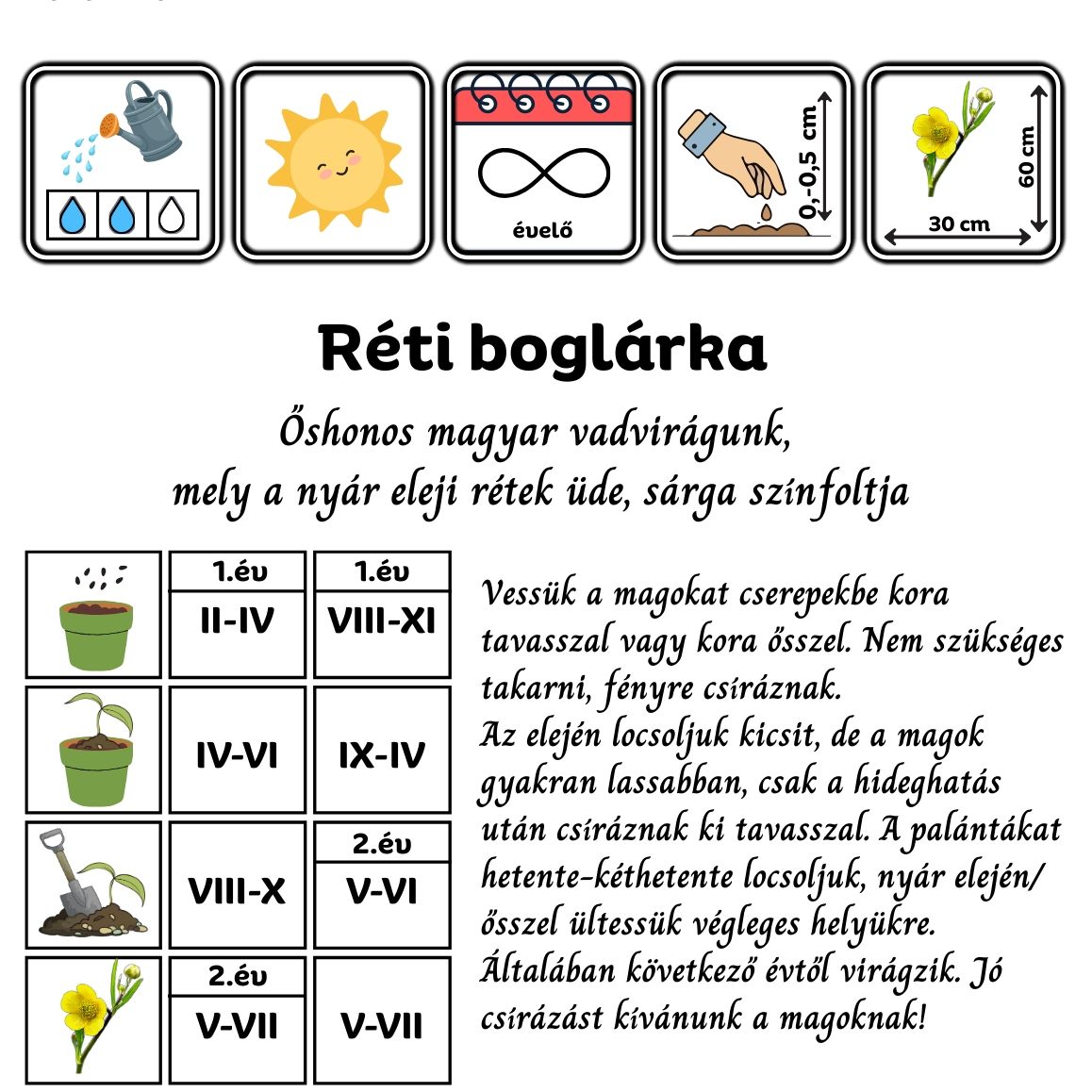 réti boglárka - reti boglarka - Ranunculus acris - őshonos magyar vadvirág