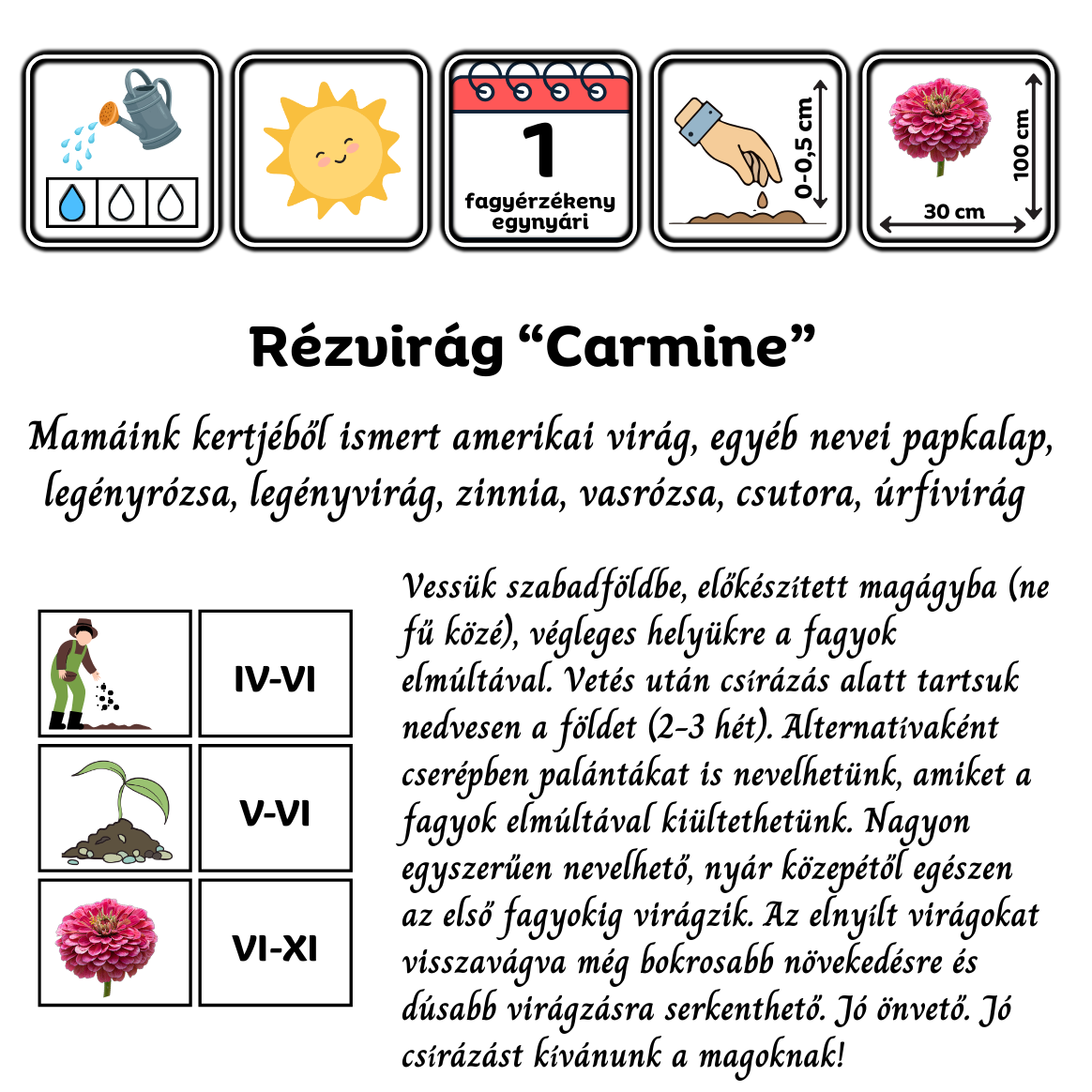 Rézvirág (Zinnia elegans "Super Yoga Carmine") 2g, ~240 mag - Image 2