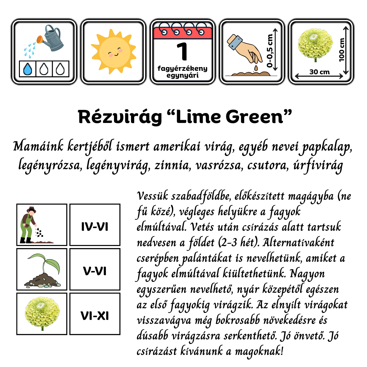 Rézvirág - Zinnia elegans Super Yoga Lime green - virágmag