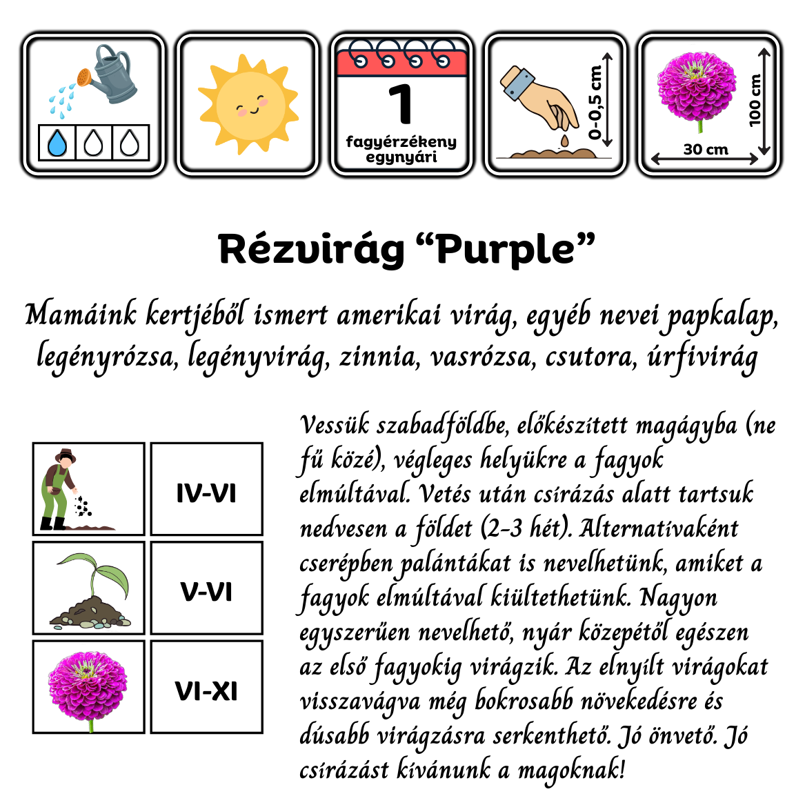 Rézvirág - Zinnia elegans Super Yoga purple - virágmag