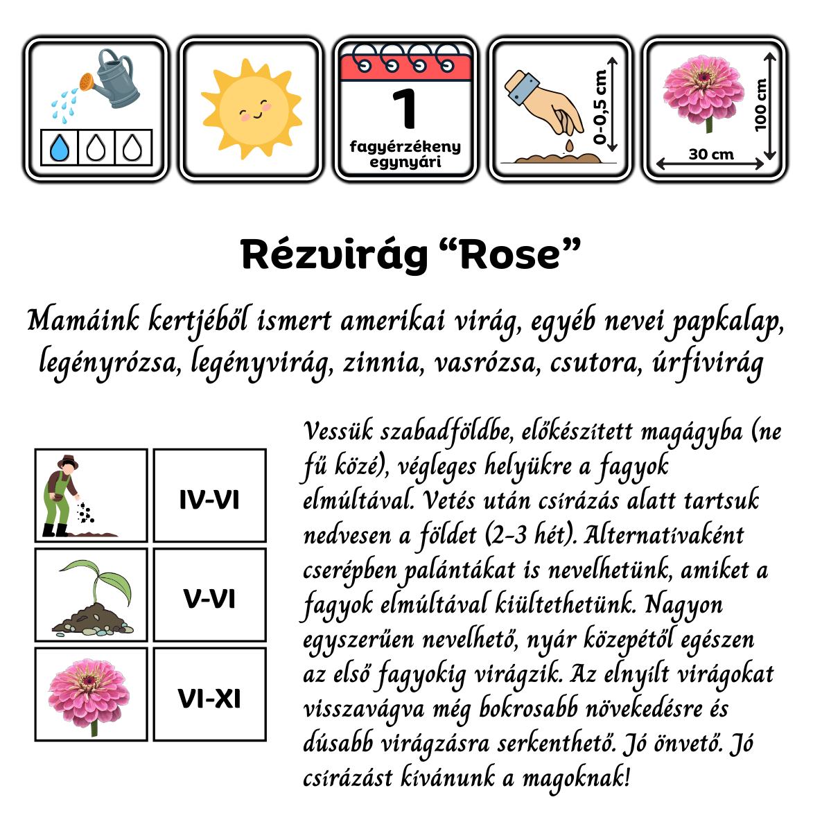 Rézvirág - Zinnia elegans Syper Yoga rose - virágmag