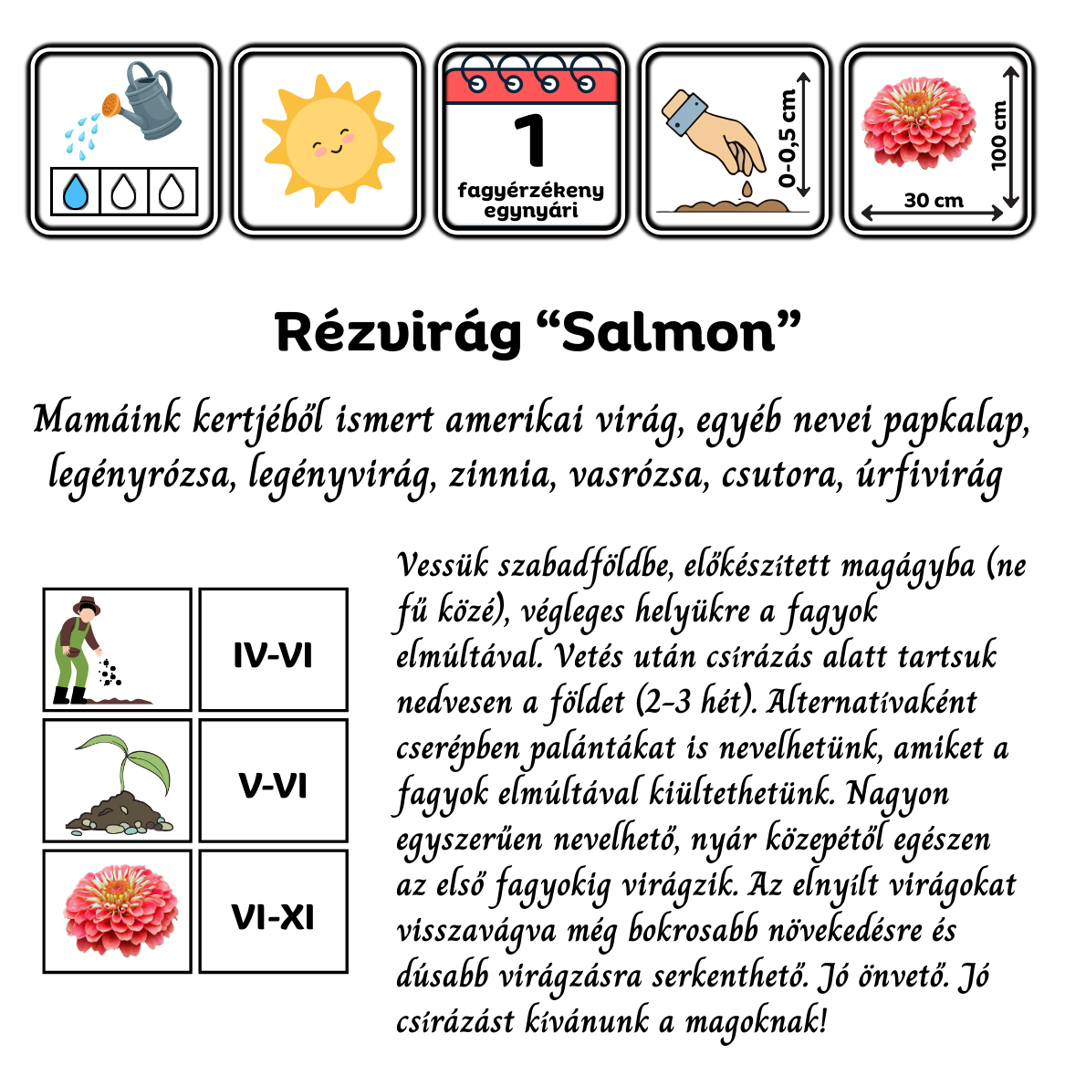 Rézvirág - Zinnia elegans Super Yoga salmon - virágmag