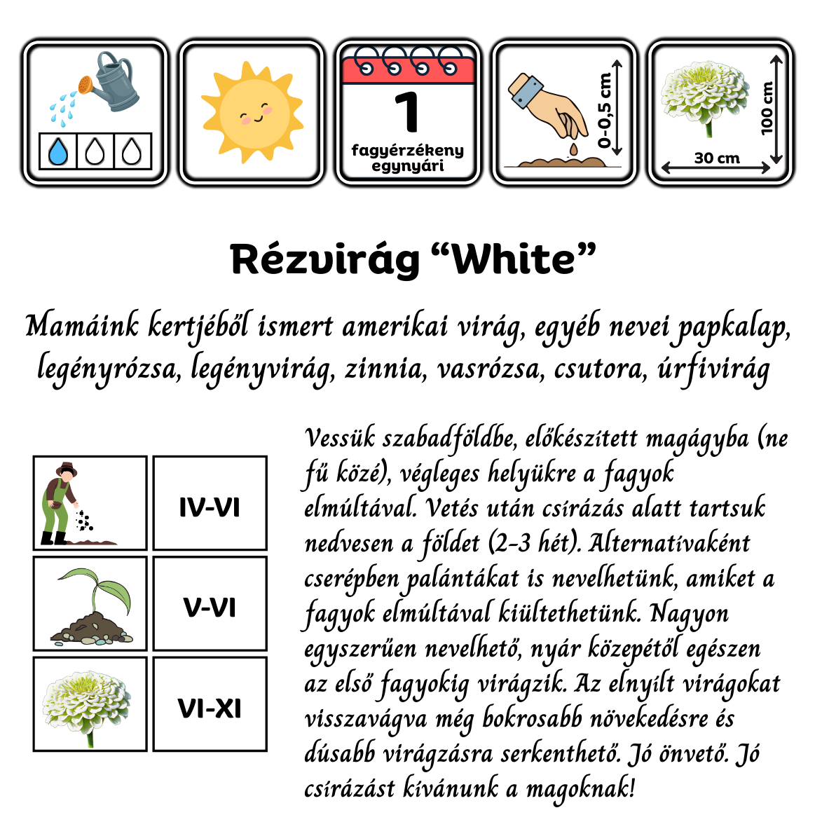 Rézvirág - Zinnia elegans Super Yoga white - virágmag