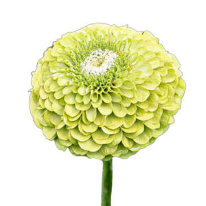 Rézvirág (Zinnia elegans „Super Yoga Lime Green”) 2g, ~240 mag