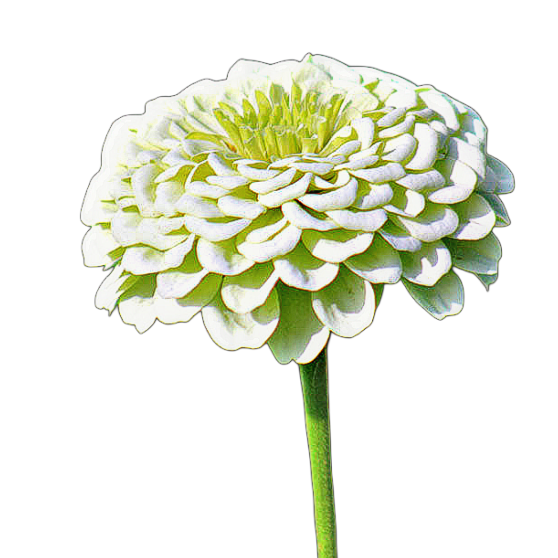 Rézvirág - Zinnia elegans Super Yoga white - virágmag