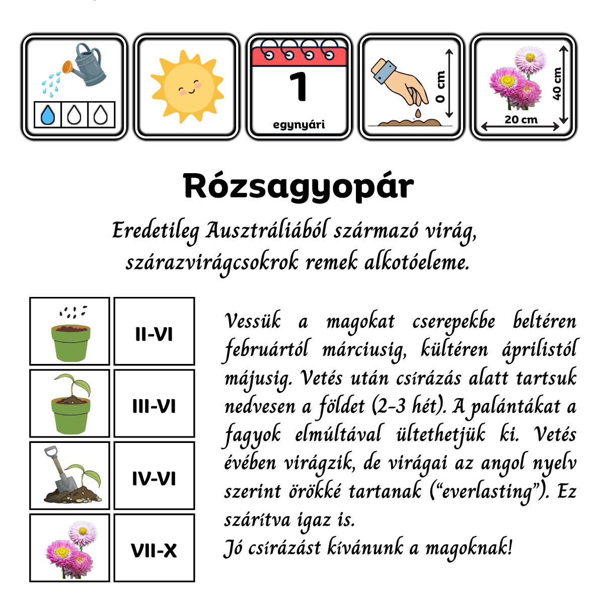 Rózsagyopár (Helipterum roseum) 2g, ~700 mag - Image 2
