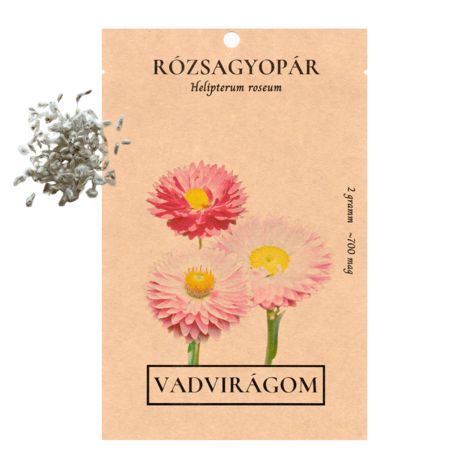 Rózsagyopár - Helipterum roseum-virágmag szárazvirág
