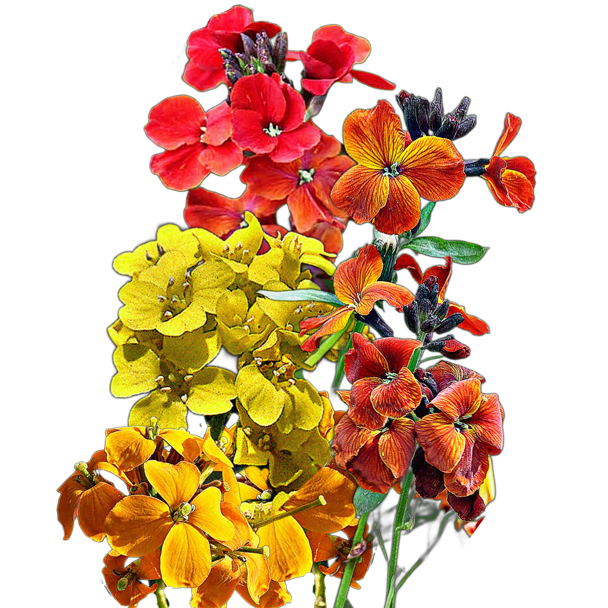 Sárgaviola-Cheiranthus cheiri “Paris Market Mix”- virágmag