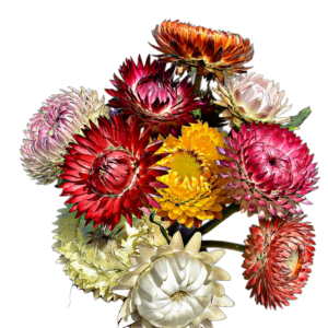 Szalmarózsa (Helichrysum bracteatum „Swiss Giant Mix”) 2g, ~2500 mag