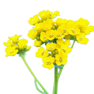 Szirti ternye (Alyssum saxatile) 0,5g, ~500 mag