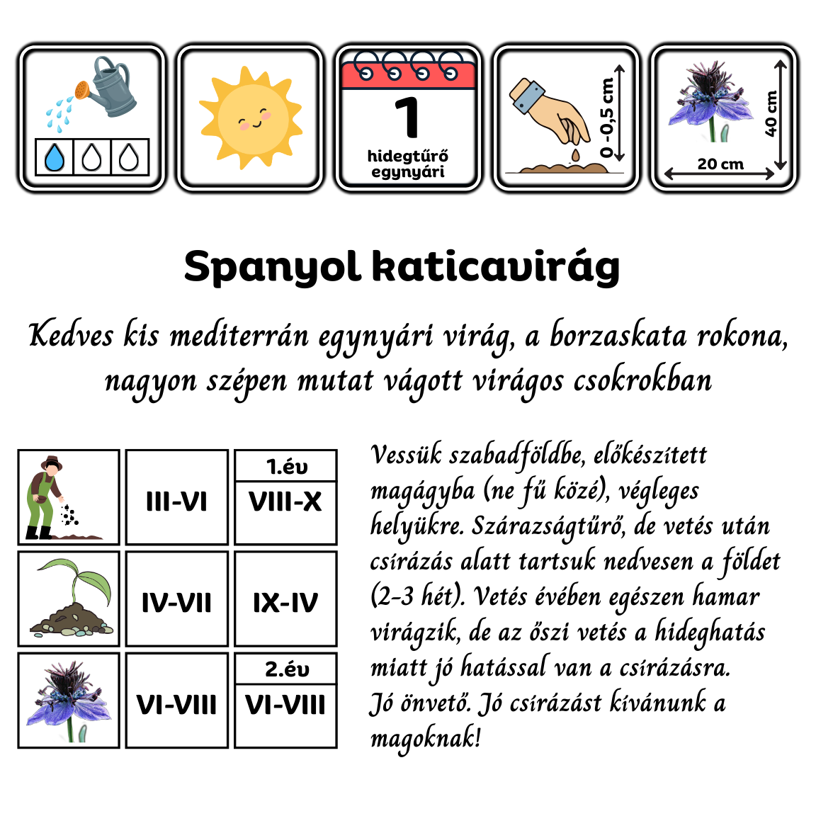 spanyol katicavirág - Nigella hispanica - európai vadvirág