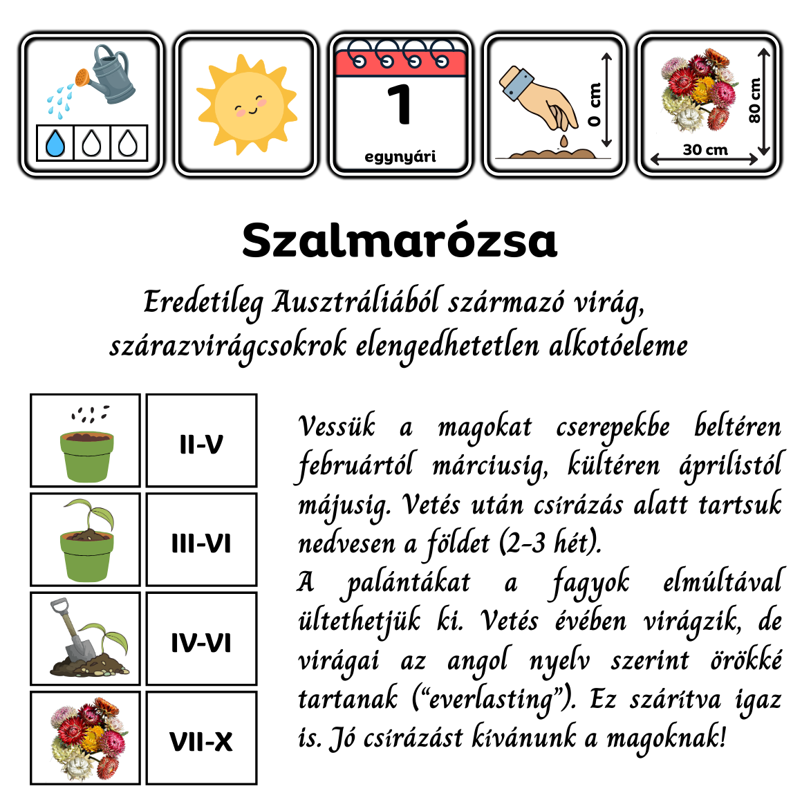 Szalmarózsa - Helichrysum bracteatum Swiss Giant - virágmag
