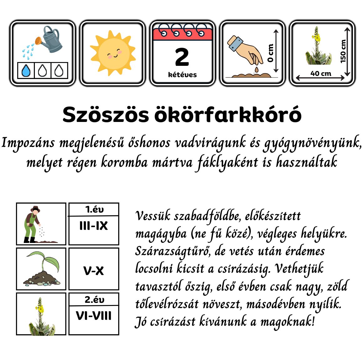 szöszös ökörfarkkóró - Verbascum phlomoides - őshonos magyar vadvirág mag