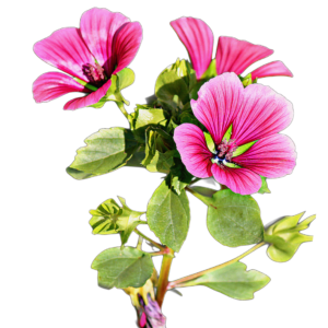 Tölcsérmályva (Malope trifida) 1g, ~350 mag