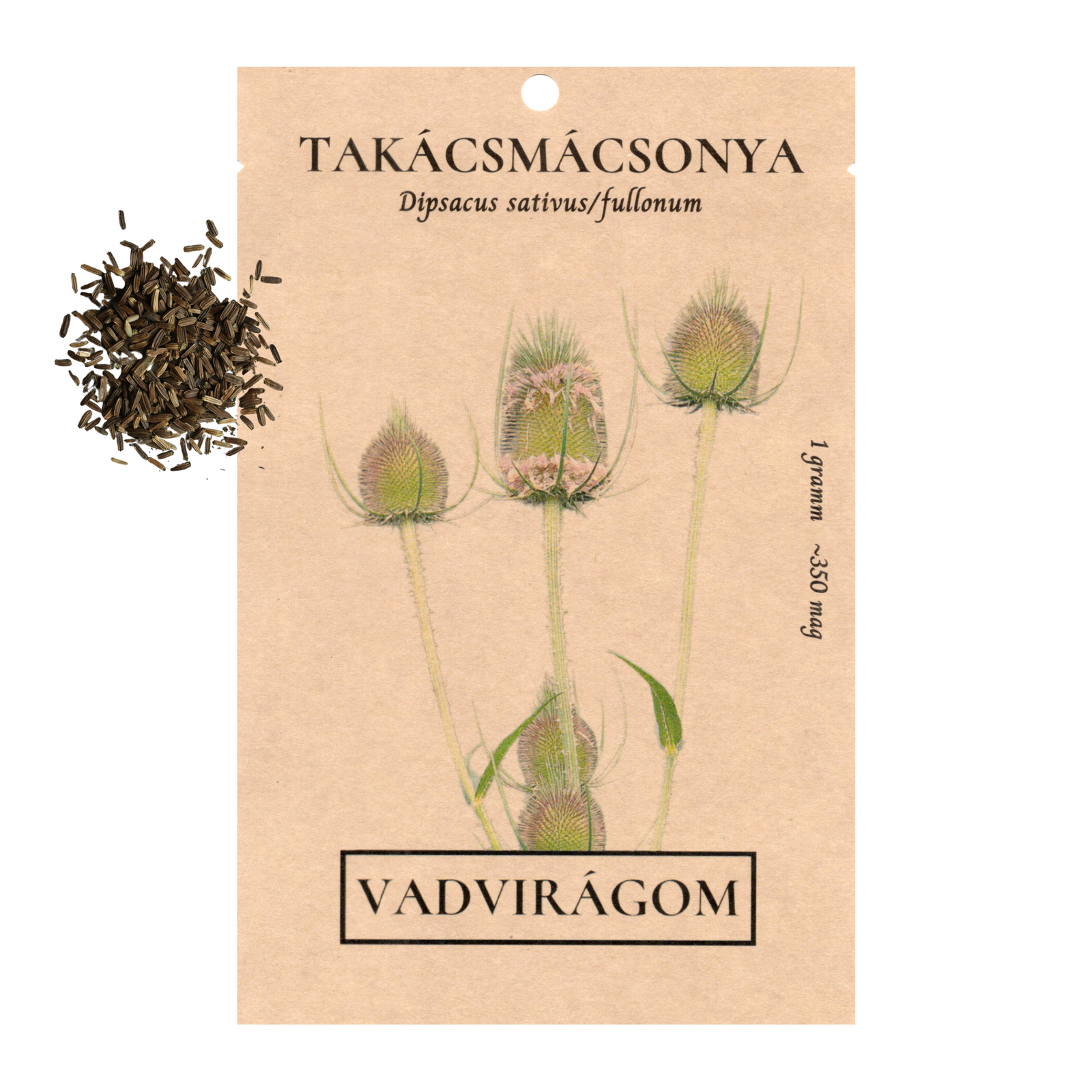 Takácsmácsonya - Dipsacus sativus - vadvirág