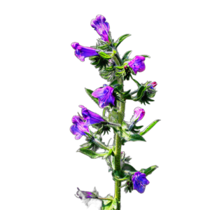 Útifűlevelű kígyószisz (Echium plantagineum) 2g, ~500 mag