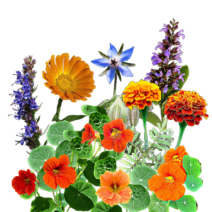 ÚJ – VETEMÉNYES ŐRANGYAL – magkeverék veteményesbe