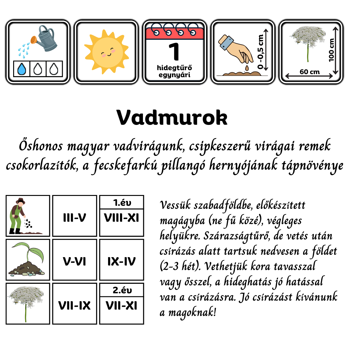 vadmurok - Daucus carota - őshonos magyar vadvirág