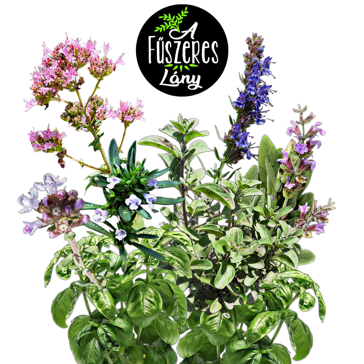 Boszorkánykonyha - fűszermag-válogatás - kerti fűszerek magkeverék