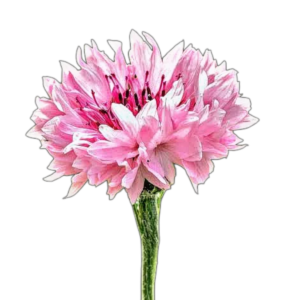 Búzavirág – pink (Centaurea cyanus „Pink Ball”) 1g, ~220 mag