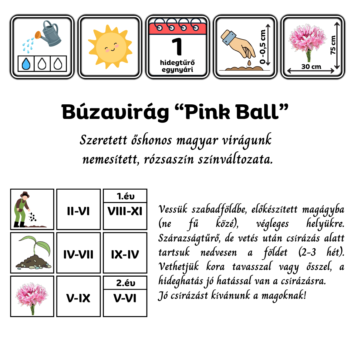 Búzavirág - pink (Centaurea cyanus "Pink Ball") 1g, ~220 mag - Image 2