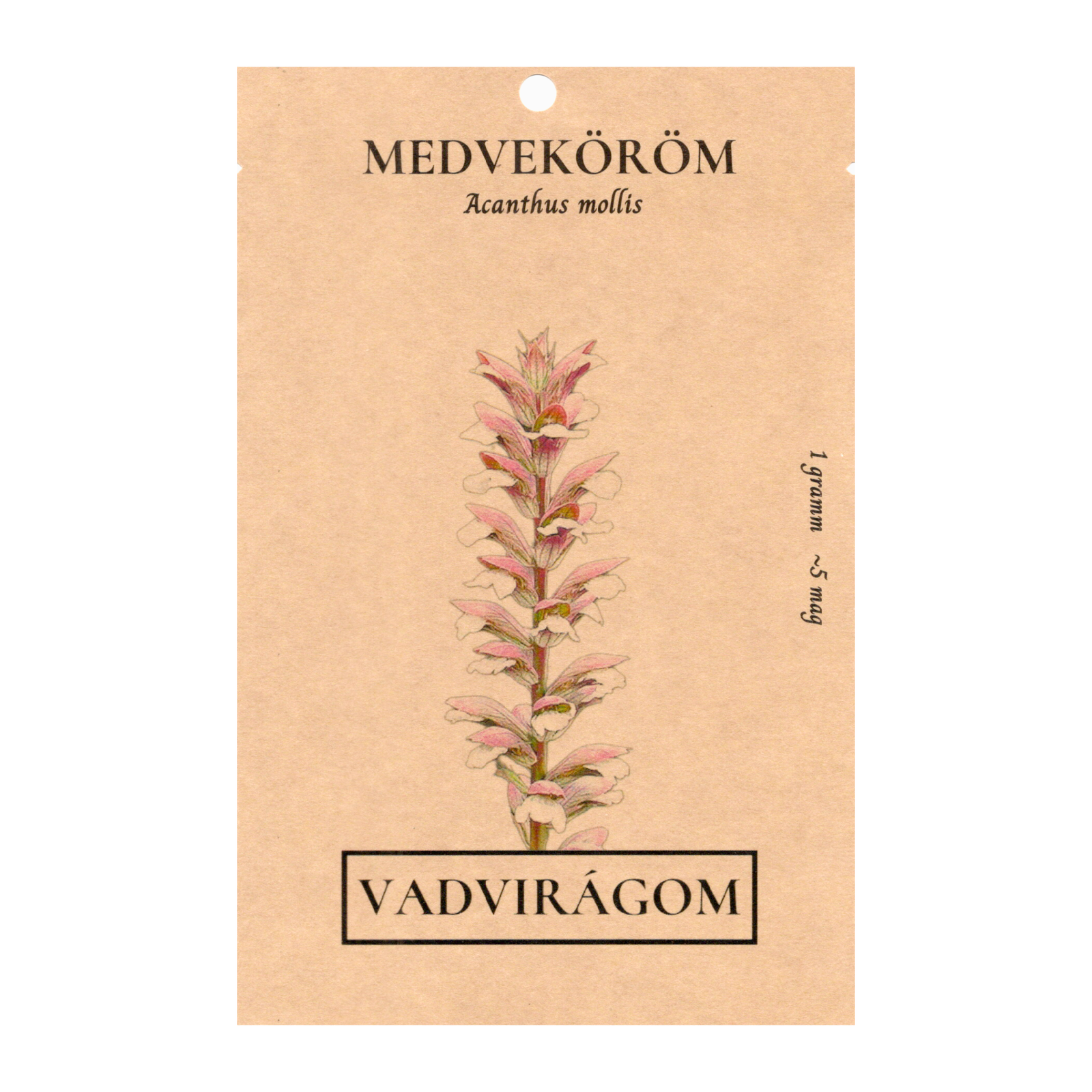 Medveköröm-Acanthus mollis-virágmag