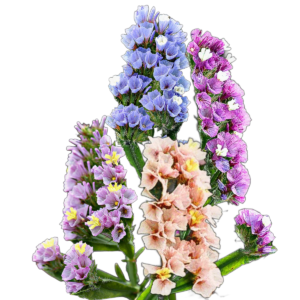 Sóvirág pasztell mix (Limonium sinuatum Pastel Mix) 0,5g, ~170 mag