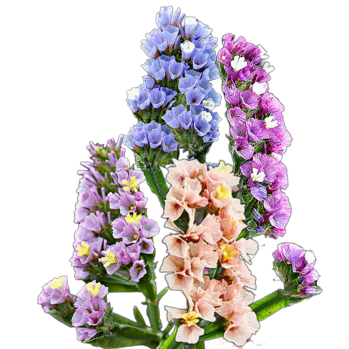 Sóvirág pasztell mix-Limonium sinuatum Pastel Mix-virágmag