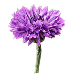 Búzavirág – lila (Centaurea cyanus „Mauve Ball”) 1g, ~220 mag