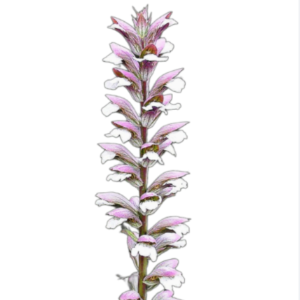 Medveköröm (Acanthus mollis) 1g, ~5 mag
