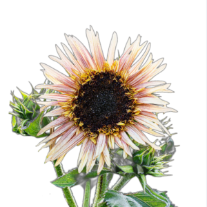 Napraforgó (Helianthus annuus „Astra Rose”) 1g, ~60 mag