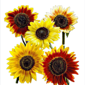 Napraforgó (Helianthus annuus „Autumn Beauty”) 5g, ~75 mag
