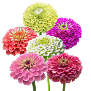Rézvirág (Zinnia elegans „Super Yoga Mix”) 2g, ~240 mag