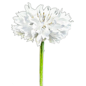 Búzavirág – fehér (Centaurea cyanus „White Ball”) 1g, ~220 mag