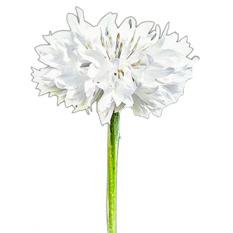Fehér búzavirág-Centaurea cyanus White Ball-virágmag