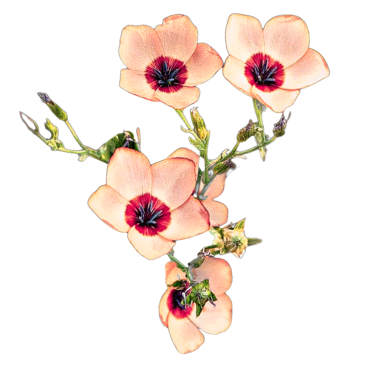 Díszlen-Salmon-Linum grandiflorum Salmon- virágmag