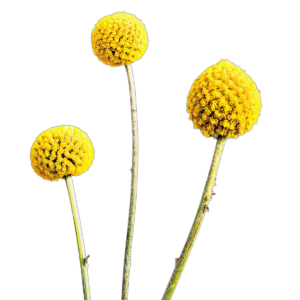 Dobverővirág (Craspedia globosa „Billy Button”) 0,25g, ~375 mag
