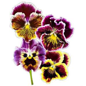 Kerti árvácska (Viola x wittrockiana „Rococo Mix”) 0,25g, ~200 mag